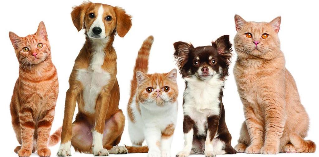 Доска объявлений о животных | ЗооТом - продажа, вязка и услуги для животных в Сольцах