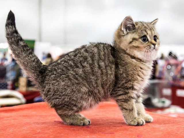 Породы кошек в Сольцах | ЗооТом портал о животных