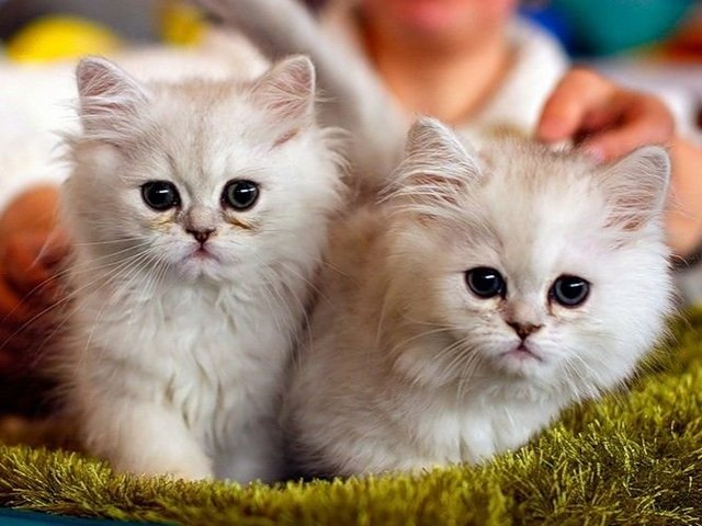 Породы кошек в Сольцах | ЗооТом портал о животных