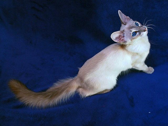 Выведенные породы кошек в Сольцах | ЗооТом портал о животных