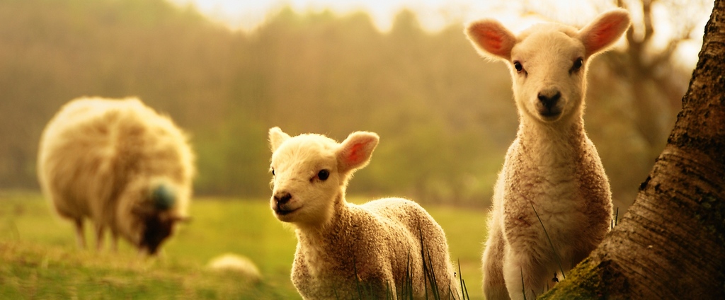 Объявления о сельскохозяйственных животных | ЗооТом - продажа, вязка и услуги для животных в Сольцах