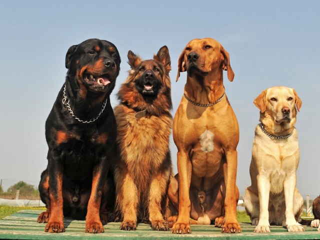 Крупные породы собак в Сольцах | ЗооТом портал о животных