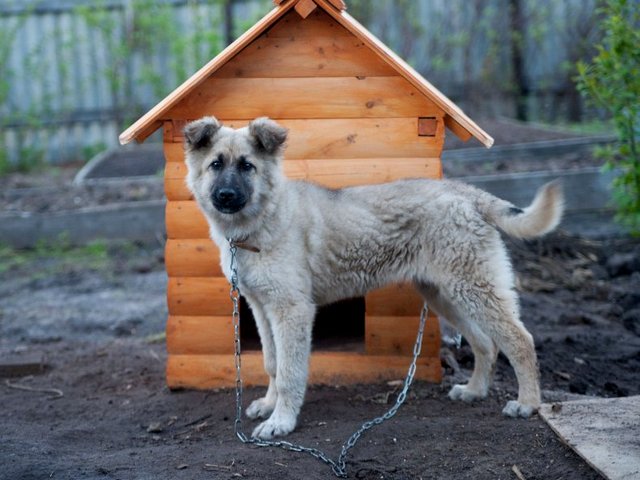 Все о собаках в Сольцах